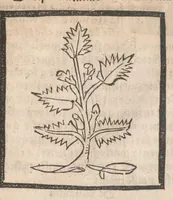 Picture 70 of 73 from [Arbolayre :] Le grant herbier en françois, leaf 334