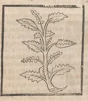 Picture 71 of 73 from [Arbolayre :] Le grant herbier en françois, leaf 334