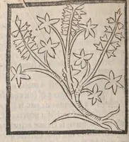 An illustration from [Arbolayre :] Le grant herbier en françois