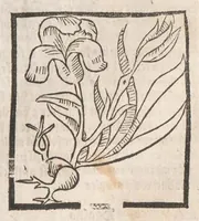 Picture 4 of 73 from [Arbolayre :] Le grant herbier en françois, leaf 64