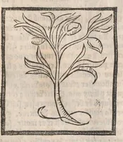 An illustration from [Arbolayre :] Le grant herbier en françois