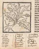 An illustration from [Arbolayre :] Le grant herbier en françois