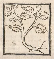 An illustration from [Arbolayre :] Le grant herbier en françois