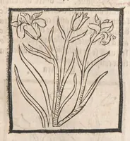 Picture 9 of 73 from [Arbolayre :] Le grant herbier en françois, leaf 80