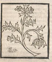 Picture 12 of 73 from [Arbolayre :] Le grant herbier en françois, leaf 92