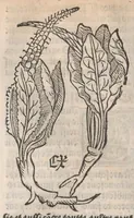 An illustration from Arbolayre contenant la qualitey et virtus, proprietey des herbes, arbres, gommes et semences…