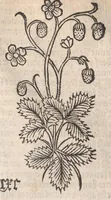 Picture 4 of 13 from Arbolayre contenant la qualitey et virtus, proprietey des herbes, arbres, gommes et semences…, leaf 215