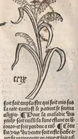 An illustration from Arbolayre contenant la qualitey et virtus, proprietey des herbes, arbres, gommes et semences…