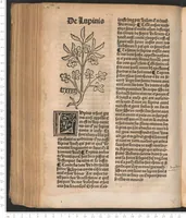 An illustration from Arbolayre contenant la qualitey et virtus, proprietey des herbes, arbres, gommes et semences…