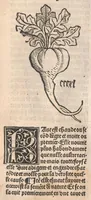 Picture 12 of 13 from Arbolayre contenant la qualitey et virtus, proprietey des herbes, arbres, gommes et semences…, leaf 369