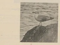 An illustration from Lantern Slides illustrating Zoology, Botany, Geology, Astronomy, Textiles, &c.: Catalogue E. (1924)