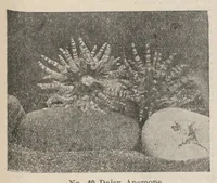 An illustration from Lantern Slides illustrating Zoology, Botany, Geology, Astronomy, Textiles, &c.: Catalogue E. (1924)