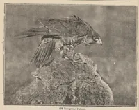 An illustration from Lantern Slides illustrating Zoology, Botany, Geology, Astronomy, Textiles, &c.: Catalogue E. (1924)