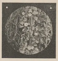 An illustration from Lantern Slides illustrating Zoology, Botany, Geology, Astronomy, Textiles, &c.: Catalogue E. (1924)