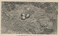 An illustration from Lantern Slides illustrating Zoology, Botany, Geology, Astronomy, Textiles, &c.: Catalogue E. (1924)