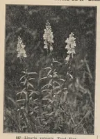An illustration from Lantern Slides illustrating Zoology, Botany, Geology, Astronomy, Textiles, &c.: Catalogue E. (1924)