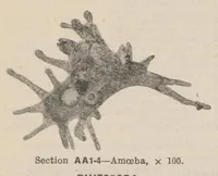 An illustration from Lantern Slides illustrating Zoology, Botany, Geology, Astronomy, Textiles, &c.: Catalogue E. (1924)
