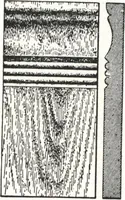 An illustration from General catalog 1911-1912 (1912)
