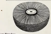 Picture 19 of 20 from Gerts, Lumbard & Co., Manufacturers of Brushes : 1890 (1890), leaf 43