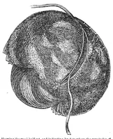 An illustration from Godey's Lady's Book August 1864 (1864)
