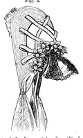 Picture 8 of 12 from Godey's Lady's Book December 1864 (1864), leaf 68