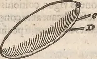 An illustration from Guilielmi Gilberti Colcestrensis, medici londinensis, De magnete : magneticisque corporibus, et de magno magnete tellure; physiologia noua, plurimis & argumentis, & experimentis demonstrata (1600)