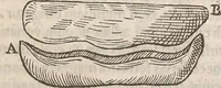 An illustration from Guilielmi Gilberti Colcestrensis, medici londinensis, De magnete : magneticisque corporibus, et de magno magnete tellure; physiologia noua, plurimis & argumentis, & experimentis demonstrata (1600)