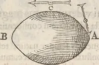 An illustration from Guilielmi Gilberti Colcestrensis, medici londinensis, De magnete : magneticisque corporibus, et de magno magnete tellure; physiologia noua, plurimis & argumentis, & experimentis demonstrata (1600)