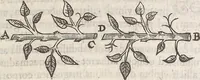 An illustration from Guilielmi Gilberti Colcestrensis, medici londinensis, De magnete : magneticisque corporibus, et de magno magnete tellure; physiologia noua, plurimis & argumentis, & experimentis demonstrata (1600)