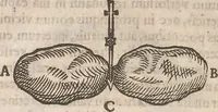 An illustration from Guilielmi Gilberti Colcestrensis, medici londinensis, De magnete : magneticisque corporibus, et de magno magnete tellure; physiologia noua, plurimis & argumentis, & experimentis demonstrata (1600)