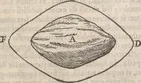 An illustration from Guilielmi Gilberti Colcestrensis, medici londinensis, De magnete : magneticisque corporibus, et de magno magnete tellure; physiologia noua, plurimis & argumentis, & experimentis demonstrata (1600)