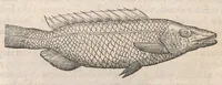An illustration from Gulielmi Rondeletii doctoris Medici et medicinae ... Libri de piscibus marinis : in quibus veræ piscium effigies expressae sunt : quæ in tota piscium historia continentur, indicat elenchus pagina nona et decima : postremo accesserunt indices necessarij (1554)