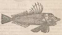 Picture 14 of 41 from Gulielmi Rondeletii doctoris Medici et medicinae ... Libri de piscibus marinis : in quibus veræ piscium effigies expressae sunt : quæ in tota piscium historia continentur, indicat elenchus pagina nona et decima : postremo accesserunt indices necessarij (1554), leaf 318