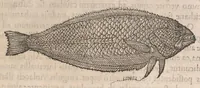 An illustration from Gulielmi Rondeletii doctoris Medici et medicinae ... Libri de piscibus marinis : in quibus veræ piscium effigies expressae sunt : quæ in tota piscium historia continentur, indicat elenchus pagina nona et decima : postremo accesserunt indices necessarij (1554)
