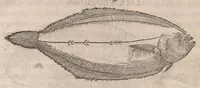 An illustration from Gulielmi Rondeletii doctoris Medici et medicinae ... Libri de piscibus marinis : in quibus veræ piscium effigies expressae sunt : quæ in tota piscium historia continentur, indicat elenchus pagina nona et decima : postremo accesserunt indices necessarij (1554)