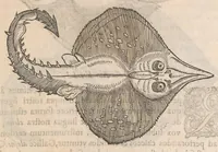 Picture 21 of 41 from Gulielmi Rondeletii doctoris Medici et medicinae ... Libri de piscibus marinis : in quibus veræ piscium effigies expressae sunt : quæ in tota piscium historia continentur, indicat elenchus pagina nona et decima : postremo accesserunt indices necessarij (1554), leaf 367