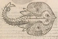 An illustration from Gulielmi Rondeletii doctoris Medici et medicinae ... Libri de piscibus marinis : in quibus veræ piscium effigies expressae sunt : quæ in tota piscium historia continentur, indicat elenchus pagina nona et decima : postremo accesserunt indices necessarij (1554)