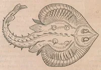 An illustration from Gulielmi Rondeletii doctoris Medici et medicinae ... Libri de piscibus marinis : in quibus veræ piscium effigies expressae sunt : quæ in tota piscium historia continentur, indicat elenchus pagina nona et decima : postremo accesserunt indices necessarij (1554)