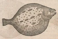 An illustration from Gulielmi Rondeletii doctoris Medici et medicinae ... Libri de piscibus marinis : in quibus veræ piscium effigies expressae sunt : quæ in tota piscium historia continentur, indicat elenchus pagina nona et decima : postremo accesserunt indices necessarij (1554)