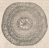 An illustration from Gulielmi Rondeletii doctoris Medici et medicinae ... Libri de piscibus marinis : in quibus veræ piscium effigies expressae sunt : quæ in tota piscium historia continentur, indicat elenchus pagina nona et decima : postremo accesserunt indices necessarij (1554)