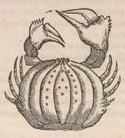 Picture 38 of 41 from Gulielmi Rondeletii doctoris Medici et medicinae ... Libri de piscibus marinis : in quibus veræ piscium effigies expressae sunt : quæ in tota piscium historia continentur, indicat elenchus pagina nona et decima : postremo accesserunt indices necessarij (1554), leaf 584
