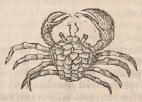An illustration from Gulielmi Rondeletii doctoris Medici et medicinae ... Libri de piscibus marinis : in quibus veræ piscium effigies expressae sunt : quæ in tota piscium historia continentur, indicat elenchus pagina nona et decima : postremo accesserunt indices necessarij (1554)