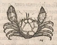 An illustration from Gulielmi Rondeletii doctoris Medici et medicinae ... Libri de piscibus marinis : in quibus veræ piscium effigies expressae sunt : quæ in tota piscium historia continentur, indicat elenchus pagina nona et decima : postremo accesserunt indices necessarij (1554)
