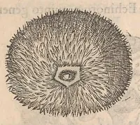 An illustration from Gulielmi Rondeletii doctoris Medici et medicinae ... Libri de piscibus marinis : in quibus veræ piscium effigies expressae sunt : quæ in tota piscium historia continentur, indicat elenchus pagina nona et decima : postremo accesserunt indices necessarij (1554)