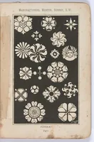 Picture 8 of 14 from Suggestions in decorative design and colour combinations / Wm. Harland & Son (1894), leaf 50