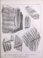 An illustration from Histoire des végétaux fossiles, ou, Recherches botaniques et géologiques sur les végétaux renfermés dans les diverses couches du globe (1828)
