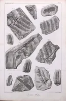 An illustration from Histoire des végétaux fossiles, ou, Recherches botaniques et géologiques sur les végétaux renfermés dans les diverses couches du globe (1828)