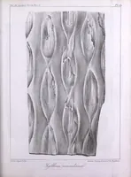 An illustration from Histoire des végétaux fossiles, ou, Recherches botaniques et géologiques sur les végétaux renfermés dans les diverses couches du globe (1828)