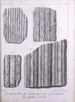 An illustration from Histoire des végétaux fossiles, ou, Recherches botaniques et géologiques sur les végétaux renfermés dans les diverses couches du globe (1828)