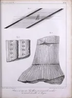An illustration from Histoire des végétaux fossiles, ou, Recherches botaniques et géologiques sur les végétaux renfermés dans les diverses couches du globe (1828)